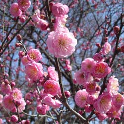 Abricotier japonais / Prunus mume